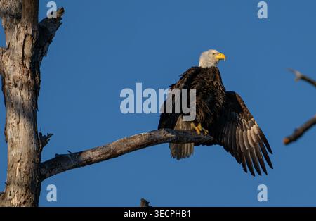 Nach einem reichhaltigen Frühstück im Blackwater National Wildlife Refuge in Cambridge, Maryland, hockte der Weißkopfseeadler hoch in einem Baum, der einen Flügel austrocknete Stockfoto