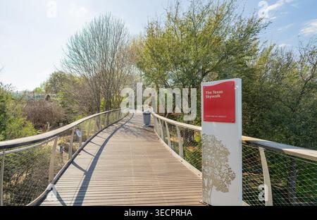 Texas, USA, 08. März 2026 - Ein geschwungener hölzerner Skywalk schlängelt sich durch dichte grüne Bäume und Laub unter einem klaren, sonnigen Himmel. Stockfoto