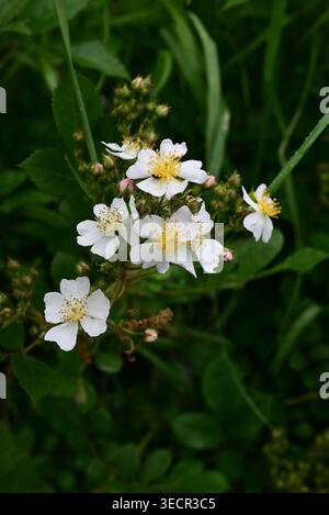 Japanische Rose (Rosa multiflora) Blüten. Rosaceae Laubweinstrauch aus Japan. Elegante weiße Blüten mit fünf Blütenblättern blühen im Frühsommer. Stockfoto