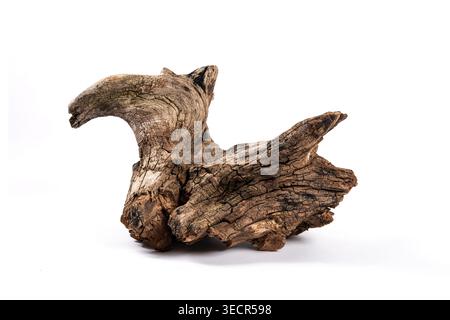 Trockenes Treibholz mit schöner natürlicher Textur und gereiftem Holz auf weißem Hintergrund Stockfoto