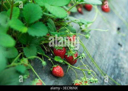 Reife rote Erdbeeren hängen von grüner Pflanze in einem Garten im Freien Stockfoto