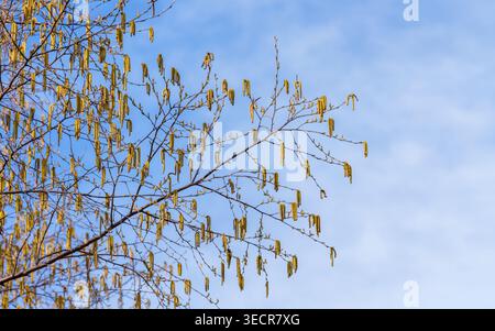 Goldene Birkenkätzchen hängen von schlanken Ästen mit aufkommenden Blättern im Arnold-Arboretum der Harvard-Universität in Boston, Massachusetts, USA. Stockfoto