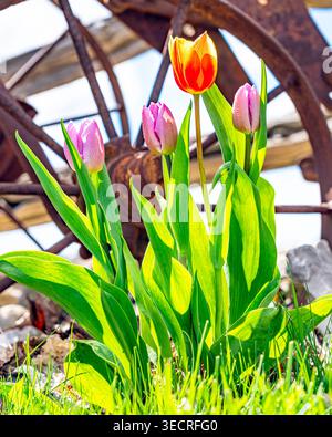 Gruppe von hinterleuchteten Tulpen vor einem rostigen antiken Traktorrad. Mai 2026. Stockfoto