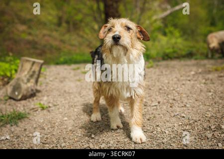 Nasser, schmutziger streunender Hund ohne Kragen, der auf einem Feldweg im grünen Wald steht und in die Kamera blickt Stockfoto