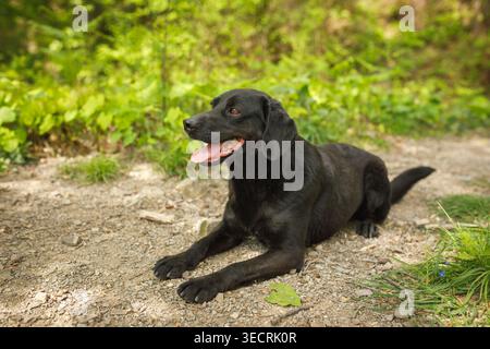 Schwarzer streunender Hund mit offenem Mund, der bequem auf unbefestigtem Weg liegt, umgeben von üppig grünen Wäldern und Gras Stockfoto