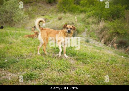 Zwei streunende Hunde unterschiedlicher Größe stehen und einander gegenüber im offenen grünen Grasfeld bei Sommertageslicht Stockfoto