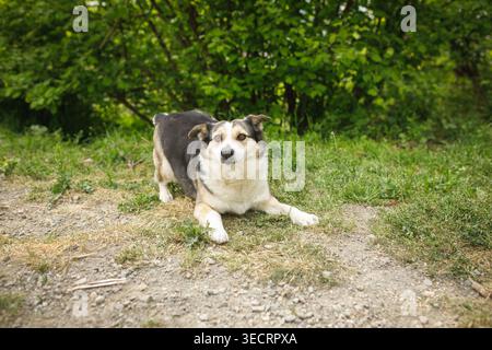 Ruhiger streunender Hund mit weißem und grauem Fell, der entspannt auf einem unbefestigten Waldweg liegt und auf die Kamera blickt, umgeben von grünen Pflanzen Stockfoto