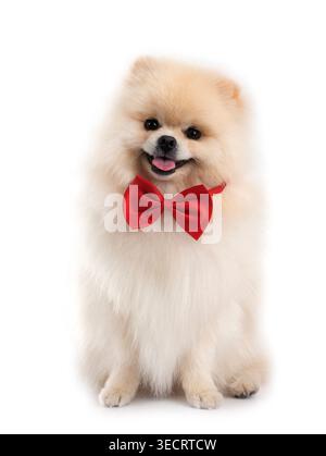 Junge pomeranian vor weißem Hintergrund Stockfoto