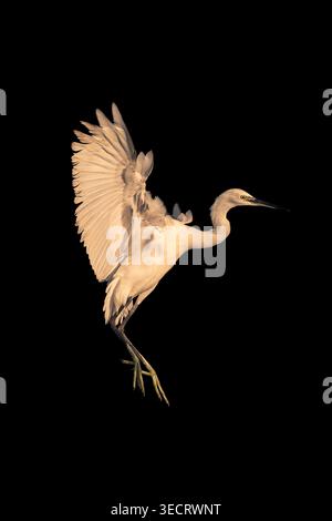Dramatisches Foto eines weißen Reihers mit Flügeln, die in der Luft verbreitet sind, isoliert auf tiefschwarzem Hintergrund. Warmes Licht erzeugt starke Schatten und hebt die Feder hervor Stockfoto