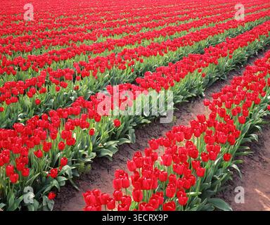 Filmfoto von leuchtenden Reihen roter Tulipa sp. In voller Blüte im Frühling, erstreckt sich über Felder im malerischen Skagit Valley im Nordwesten Stockfoto