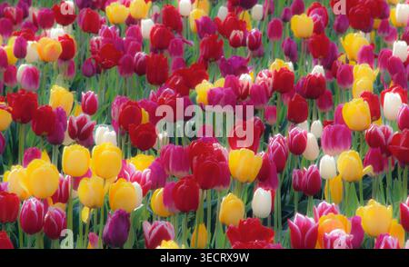 Filmfoto von experimentellen Tulpenfeldern im Skagit Valley, nördlich von Seattle bei Anacortes. Die Blüten des frühen Aprils bedecken Quadratmeilen Land in einem Profusio Stockfoto