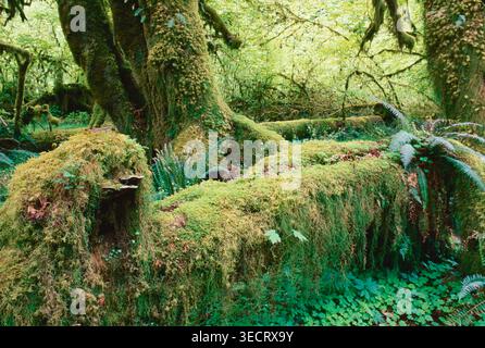 Filmfoto von dichten, moosbedeckten Bäumen und üppigem Grün im Hoh Rainforest, Olympic National Park. Eine wunderschön grüne Landschaft mit abu Stockfoto