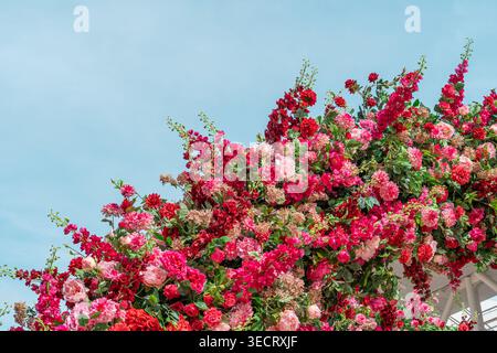 Farbenprächtige Blumenarrangements im Frühling mit roten und rosa Rosen, Pfingstrosen und Grün, die einen üppigen Bogen bilden, vor einem klaren blauen Himmel für festliche Einrichtung. Stockfoto