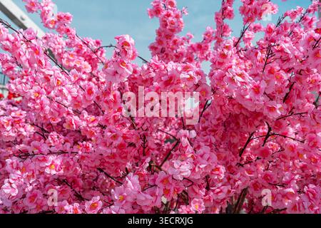 Nahaufnahme leuchtender rosafarbener Sakura-Kirschblüten in voller Frühlingsblüte, die Zweige vor einem klaren blauen Himmel bedecken. Frischer Blumenhintergrund für die Saison Stockfoto