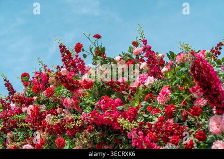 Üppige Frühlingsblumenwand gefüllt mit roten und rosa Blüten und frischen grünen Blättern, fotografiert bei hellem Tageslicht vor einem klaren blauen Himmel, lebendig und lebendig Stockfoto