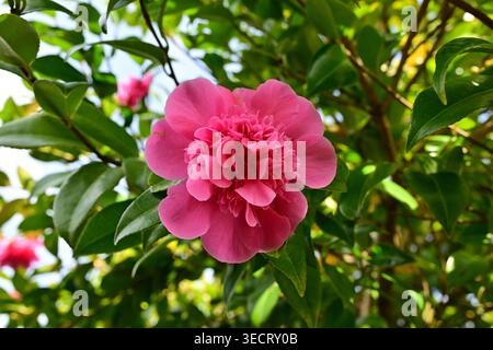 Leuchtend rosa Gartenblume in voller Blüte zwischen Laub Stockfoto