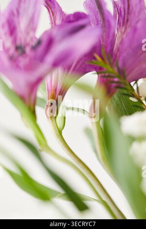 Makroaufnahme einer rosafarbenen Alstroemeria-Blume mit detaillierten Blütenblättern und dunklen Staubblättern, aufgenommen mit geringer Schärfentiefe auf einem sauberen weißen Hintergrund, luftig Stockfoto