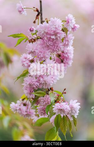 Nahaufnahme der rosa Sakura-Blüten auf einem Zweig in einem Frühlingspark, mit frischen grünen Blättern und traumhaftem Bokeh-Hintergrund, die eine ruhige, saisonale Natur einfangen Stockfoto
