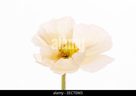 Minimalistischer Mohnblumen mit einem einzelnen weißen Mohn mit weichen Blütenblättern und goldenem Zentrum, isoliert auf einem sauberen weißen Hintergrund für elegante botanische Elemente Stockfoto