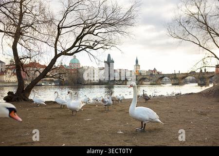 Schwäne spazieren anmutig entlang des Flusses in der Nähe der historischen Karlsbrücke in Prag, Tschechische Republik. Die mittelalterliche Architektur und das ruhige Wasser Crea Stockfoto