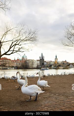 Elegante Schwäne versammeln sich an der Moldau in Prag, Tschechien. Die Kulisse der Stadt umfasst charmante historische Architektur, die eine ruhige Atmosphäre schafft Stockfoto