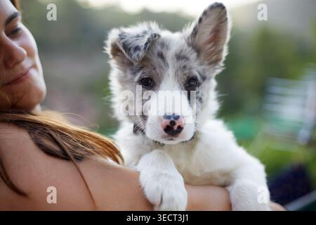 Nahaufnahme eines niedlichen Border Collie Welpen, der im Freien in den Armen einer Frau gehalten wird, weiches natürliches Licht und verschwommener Hintergrund. Süßes Haustier-Porträt mit Stockfoto