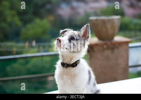 Niedliches Border Collie Hündchen sitzt draußen auf einer Terrasse und blickt mit wachsamen Ohren nach oben. Niedliches Junghundtier mit weichem Fell und Kragen, geringe Tiefe von fell Stockfoto