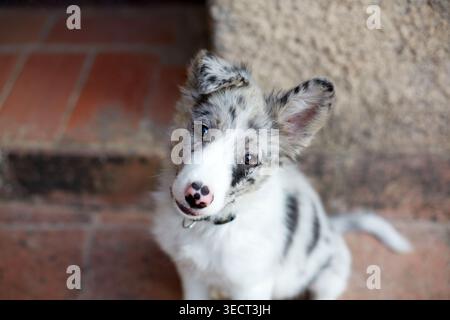 Das niedliche Border Collie Hündchen mit blauem merle-Mantel sitzt auf Ziegeltreppen, neigt seinen Kopf und blickt in die Kamera. Süßes Hundespielporträt in natürlichem Licht Stockfoto