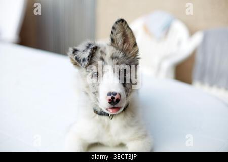 Niedliches Border Collie Hündchen mit merle-Mantel, das drinnen auf einem weißen Sofa liegt und mit einem verspielten Ausdruck auf die Kamera blickt, ideal für Haustier- und Heimtiere Stockfoto