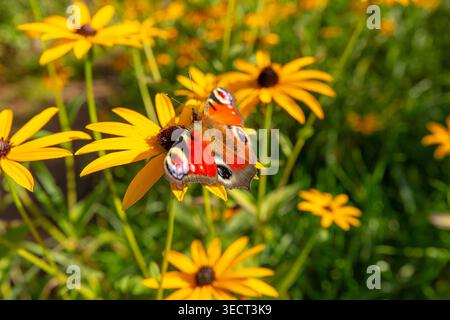 Nahaufnahme eines bunten Schmetterlings, der auf hellgelben Blüten in einem sonnigen Sommergarten mit weichem grünem Bokeh-Hintergrund und natürlichem li ruht Stockfoto