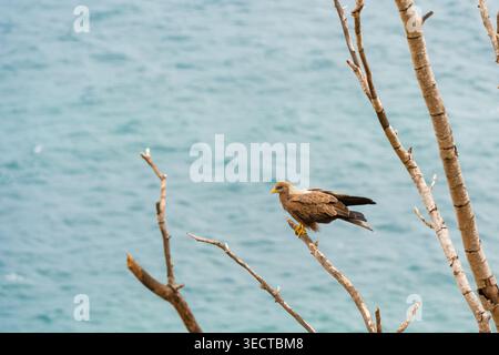 Brauner Greifvogel auf einem trockenen Zweig über dem türkisfarbenen Meer Stockfoto