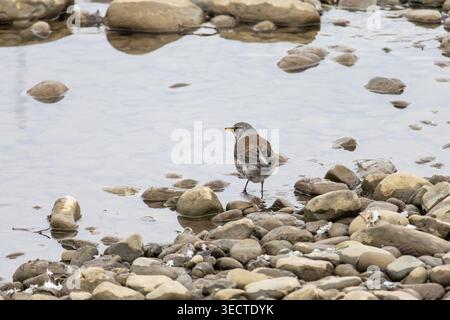 Felddrossel von hinten hält in klarem Wasser zwischen abgerundeten Steinen inne. Der kleine Vogel überblickt den Fluss und die Ufer, während seine flauschigen Federn zeigen Stockfoto