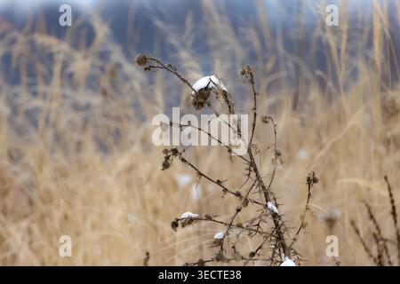 Trockene Disteleien auf einer Winterwiese halten kleine Schneekappen auf, während weiche goldene Gräser den Hintergrund verwischen. Die einsame Pflanze beugt sich unter Frost und Brise Stockfoto