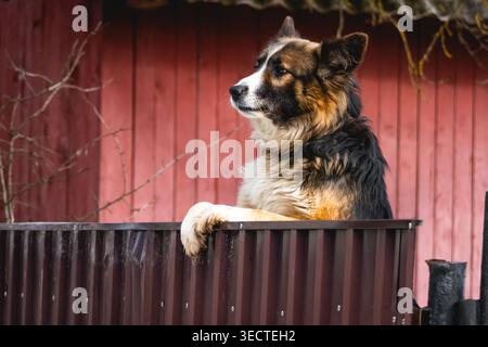 Wachsamer Bauernhund legt seine Pfoten über einem braunen Metallzaun neben einer roten Holzwand auf den Hof fokussierte Augen das dicke Fell und die ruhige Haltung zeigen loyal Stockfoto