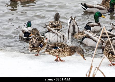 Am Rande des Winterwassers sammelt sich eine geschäftige Stockenherde. Hühner treten auf den Schnee, während Drachen in der Nähe paddeln und tauchen und sanfte Wellen über den Schnee werfen Stockfoto