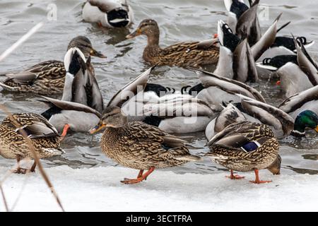 Eine geschäftige Herde Stockenten sammelt sich im eiskalten Wasser, während mehrere Weibchen an der schneebedeckten Küste stehen. Beim Planschen und Spielen fangen Sie lebendige Wildlis ein Stockfoto