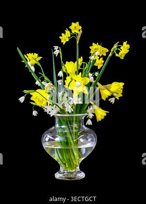 Leuchtend gelbe Narzissen und zarte weiße Schneeglöckchen in Blüte, angeordnet in einer klaren Glasvase, die vor einem dramatischen schwarzen Hintergrund mit hohem Kontrast leuchtet. Stockfoto