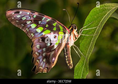 Malachit-Schmetterling auf einem grünen Blatt mit lebhaften smaragdgrünen Markierungen und schillernden Flügeln im tropischen Licht. Stockfoto