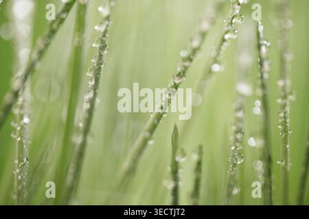 Frisches grünes Gras, bedeckt mit transparenten Tautropfen bei weichem natürlichem Sonnenlicht und glattem, unscharfem Hintergrund. Stockfoto