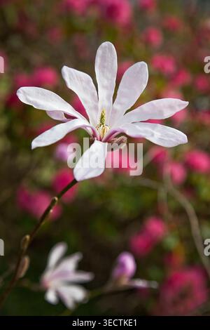 Zarte Sternmagnolienblüten blühen im sanften Frühlingslicht, umrahmt von traumhaftem rosa Bokeh und der ruhigen Schönheit einer neuen Saison. Stockfoto