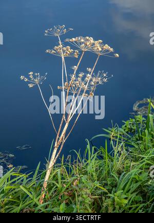 Getrocknete Köpfe der wilden angelica-Samen erheben sich von der grasbewachsenen Bank, die sich im stillen Herbstlicht vor dunklem Wasser abschirmen Stockfoto