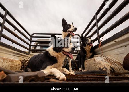 Drei schwarz-weiße Collie-Hunde sitzen und liegen draußen im Bett eines metallseitigen Lastwagens. Stockfoto