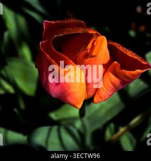 Nahaufnahme des Tulpenblütenkopfes mit roten, orangen und gelben Blütenblättern. Stockfoto