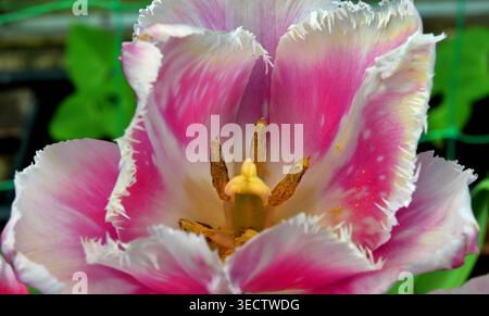 Tulpenblumenkopf in Nahaufnahme, Makrobild, mit bunten Blütenblättern, Stigma, Anther und Filamen. Stockfoto