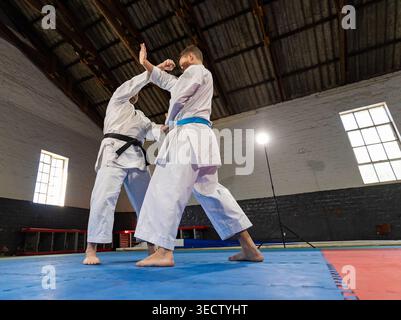 Zwei Karate-Praktizierende in weißem gis und schwarzem und blauem Gürtel spinnen auf blauen Matten und üben Blockier- und Schlagtechniken. Die Aufnahme mit niedrigem Winkel Stockfoto