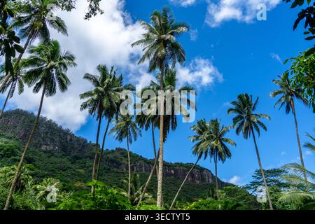 Ein üppiger Dschungelpfad durch das Hakaui-Tal, Nuku Hiva, die Marquesas-Inseln und Französisch-Polynesien. Majestätische Basaltklippen und dichte Vegetation umgeben die Tra Stockfoto