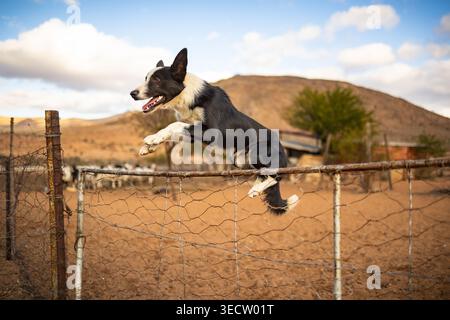 Ein schwarz-weißer Border Collie springt über einen Drahtzaun in einer ländlichen Umgebung. Stockfoto