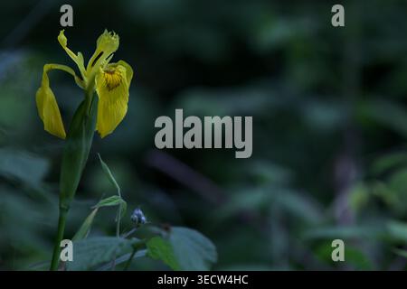 Gelbe Fahne Iris Pseudacores in Blüte auf ihrem Stiel mit Pflanzen im Hintergrund Stockfoto