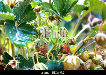 Nahaufnahme von reifenden Erdbeeren auf einer Pflanze mit grünen Blättern und Wassertröpfchen, mit weichem, verschwommenem Hintergrund. Städtischer Balkongarten Stockfoto