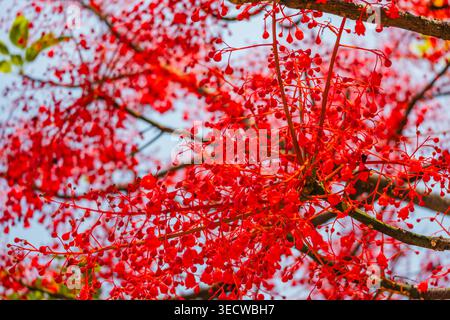 Brachychiton Acerifolius Illawarra Flame Tree Stockfoto